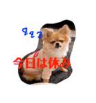 ちゅららんぷ（個別スタンプ：9）