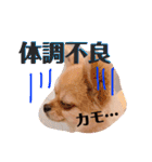 ちゅららんぷ（個別スタンプ：10）