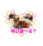 ちゅららんぷ（個別スタンプ：12）