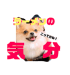 ちゅららんぷ（個別スタンプ：19）