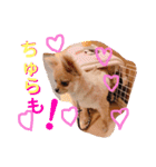 ちゅららんぷ（個別スタンプ：20）