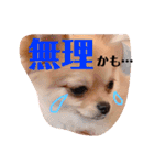 ちゅららんぷ（個別スタンプ：24）