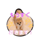 ちゅららんぷ（個別スタンプ：25）