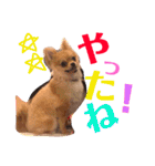 ちゅららんぷ（個別スタンプ：30）