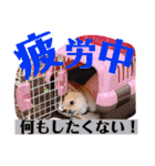 ちゅららんぷ（個別スタンプ：39）