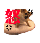 ちゅららんぷ（個別スタンプ：40）