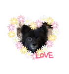 DogPomeranian☆（個別スタンプ：1）