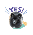 DogPomeranian☆（個別スタンプ：2）