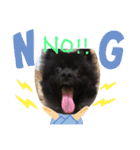DogPomeranian☆（個別スタンプ：3）