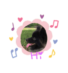 DogPomeranian☆（個別スタンプ：4）