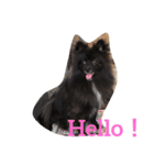 DogPomeranian☆（個別スタンプ：5）