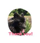 DogPomeranian☆（個別スタンプ：8）