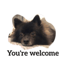 DogPomeranian☆（個別スタンプ：9）
