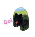 DogPomeranian☆（個別スタンプ：10）