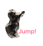 DogPomeranian☆（個別スタンプ：11）