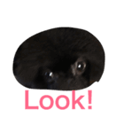 DogPomeranian☆（個別スタンプ：13）