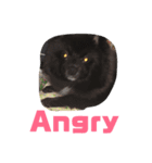 DogPomeranian☆（個別スタンプ：14）