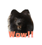 DogPomeranian☆（個別スタンプ：17）
