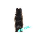 DogPomeranian☆（個別スタンプ：18）