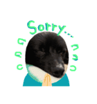 DogPomeranian☆（個別スタンプ：20）