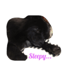 DogPomeranian☆（個別スタンプ：21）