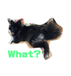 DogPomeranian☆（個別スタンプ：22）