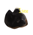 DogPomeranian☆（個別スタンプ：23）