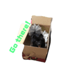 DogPomeranian☆（個別スタンプ：24）