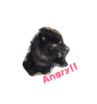 DogPomeranian☆（個別スタンプ：25）