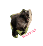 DogPomeranian☆（個別スタンプ：28）