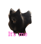 DogPomeranian☆（個別スタンプ：30）