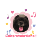DogPomeranian☆（個別スタンプ：33）