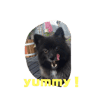 DogPomeranian☆（個別スタンプ：34）