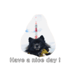 DogPomeranian☆（個別スタンプ：36）