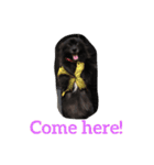 DogPomeranian☆（個別スタンプ：38）