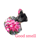 DogPomeranian☆（個別スタンプ：39）