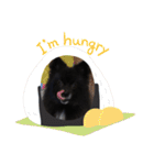 DogPomeranian☆（個別スタンプ：40）