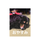 どこかのタキシード（個別スタンプ：1）