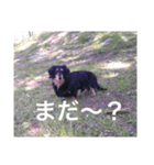 どこかのタキシード（個別スタンプ：2）