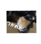 どこかのタキシード（個別スタンプ：5）