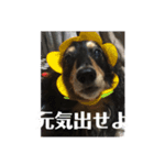 どこかのタキシード（個別スタンプ：8）