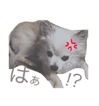耕太くんスタンプ（個別スタンプ：6）