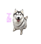 我が家のハスキー！其の壱（個別スタンプ：1）
