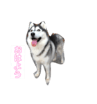 我が家のハスキー！其の壱（個別スタンプ：6）