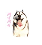 我が家のハスキー！其の壱（個別スタンプ：7）