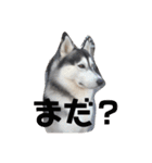 我が家のハスキー！其の壱（個別スタンプ：12）