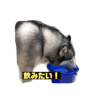 我が家のハスキー！其の壱（個別スタンプ：16）