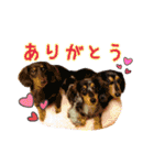 ミニチュアダックス親子の日常スタンプ（個別スタンプ：1）