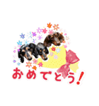 ミニチュアダックス親子の日常スタンプ（個別スタンプ：2）