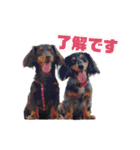 ミニチュアダックス親子の日常スタンプ（個別スタンプ：3）